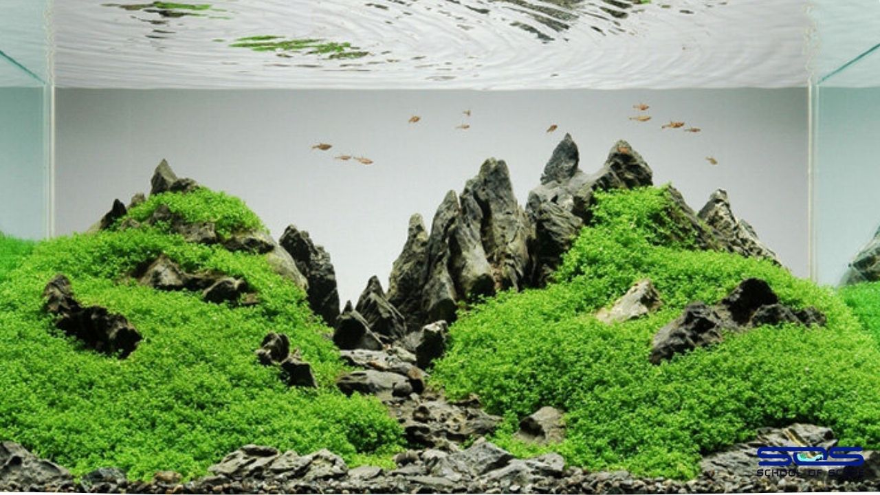The Art of Dutch Aquascaping Creating Underwater Gardens School Of Scape