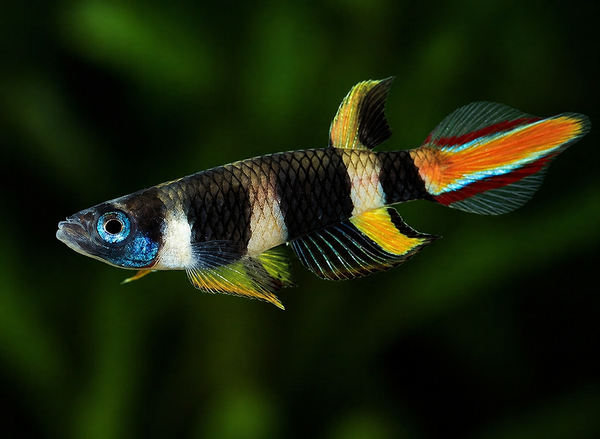 Clown Panchax (Local Delivery Only - WA/ Pickup)