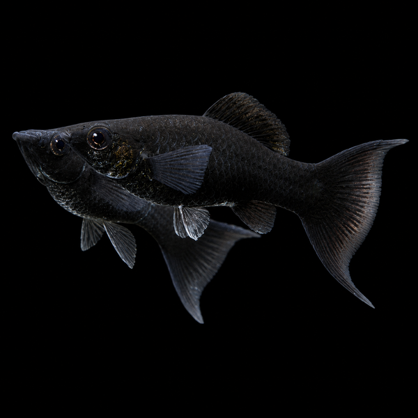 Black Lyretail Molly