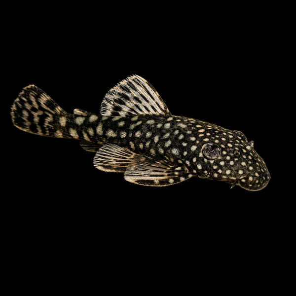Bristlenose Pleco