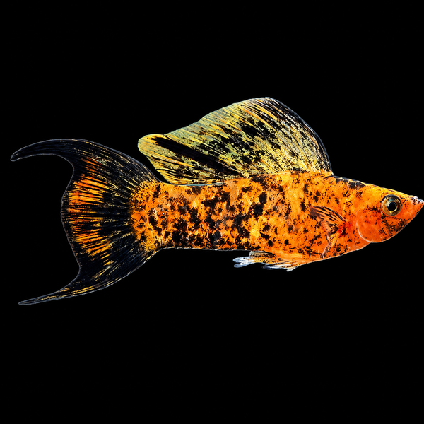 Red Calico Molly
