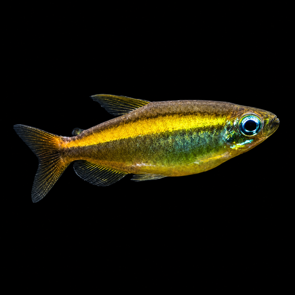 Brown Congo Tetra