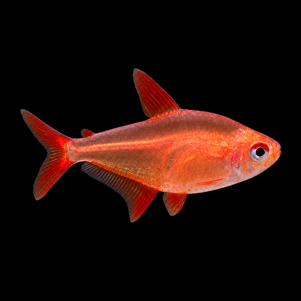 Muzel Red Cherry Tetra (Hyphessobrycon sp.)