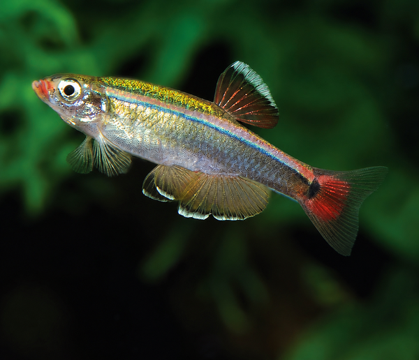 White Cloud Mountain Minnow