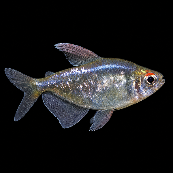 Diamond Tetra