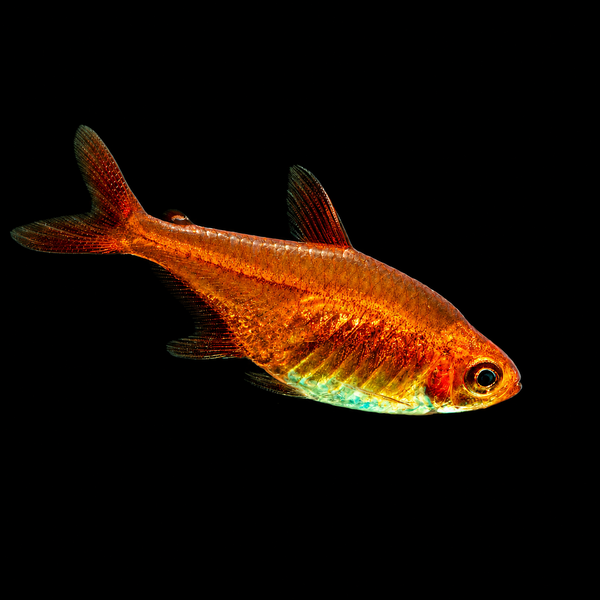 Ember Tetra