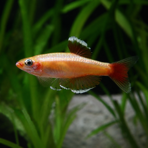 Golden White Cloud Mountain Minnow