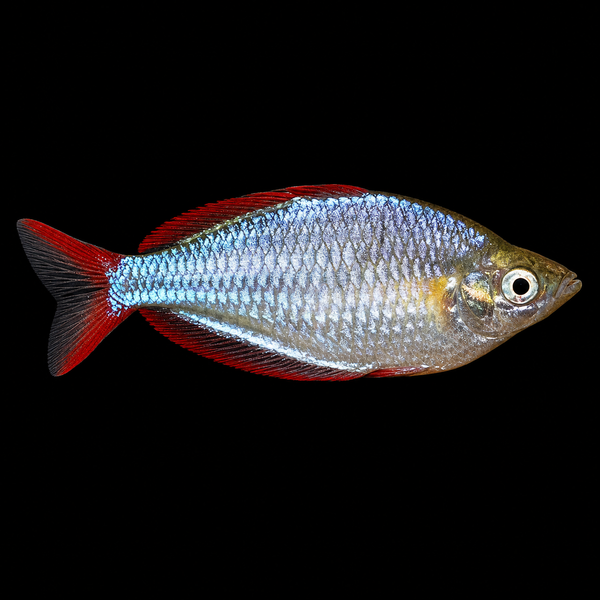 Dwarf Neon Rainbowfish (Melanotaenia praecox)