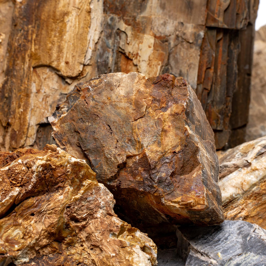 Buy Best Petrified Wood (Fossil Wood)