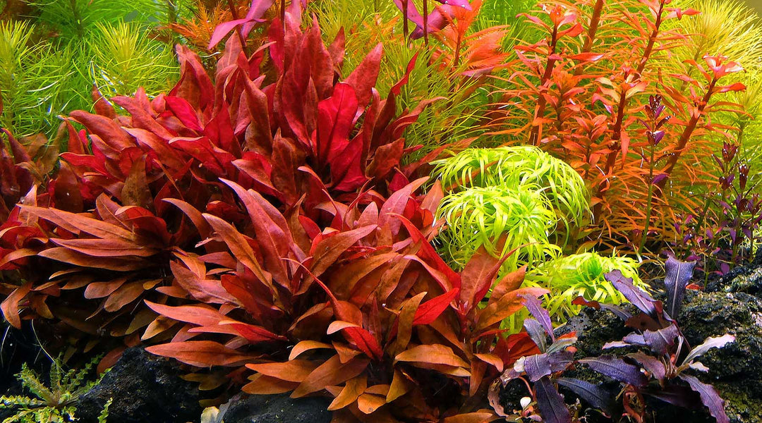 Alternanthera Reinecki Red