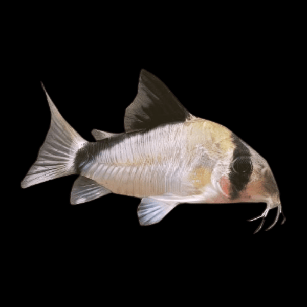 Bandit Corydoras (Hoplisoma metae)