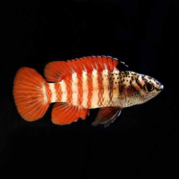 Black Tiger Dario (Dario sp.)