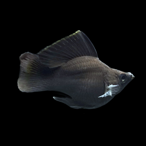 Black Molly Balloon/Lyretail