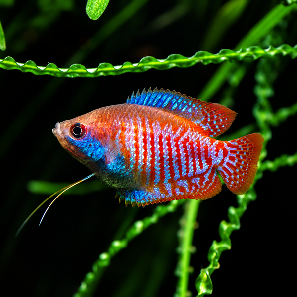 Red Neon Gourami (Trichogaster lalius)
