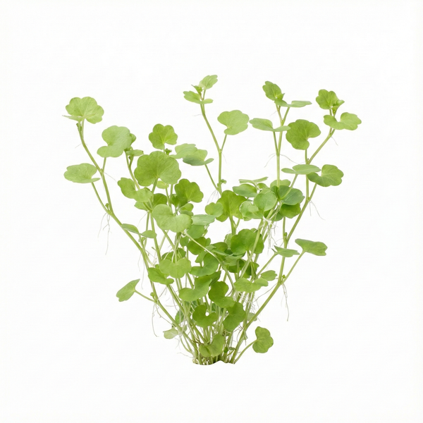 Cardamine lyrata (Japanese Cress)