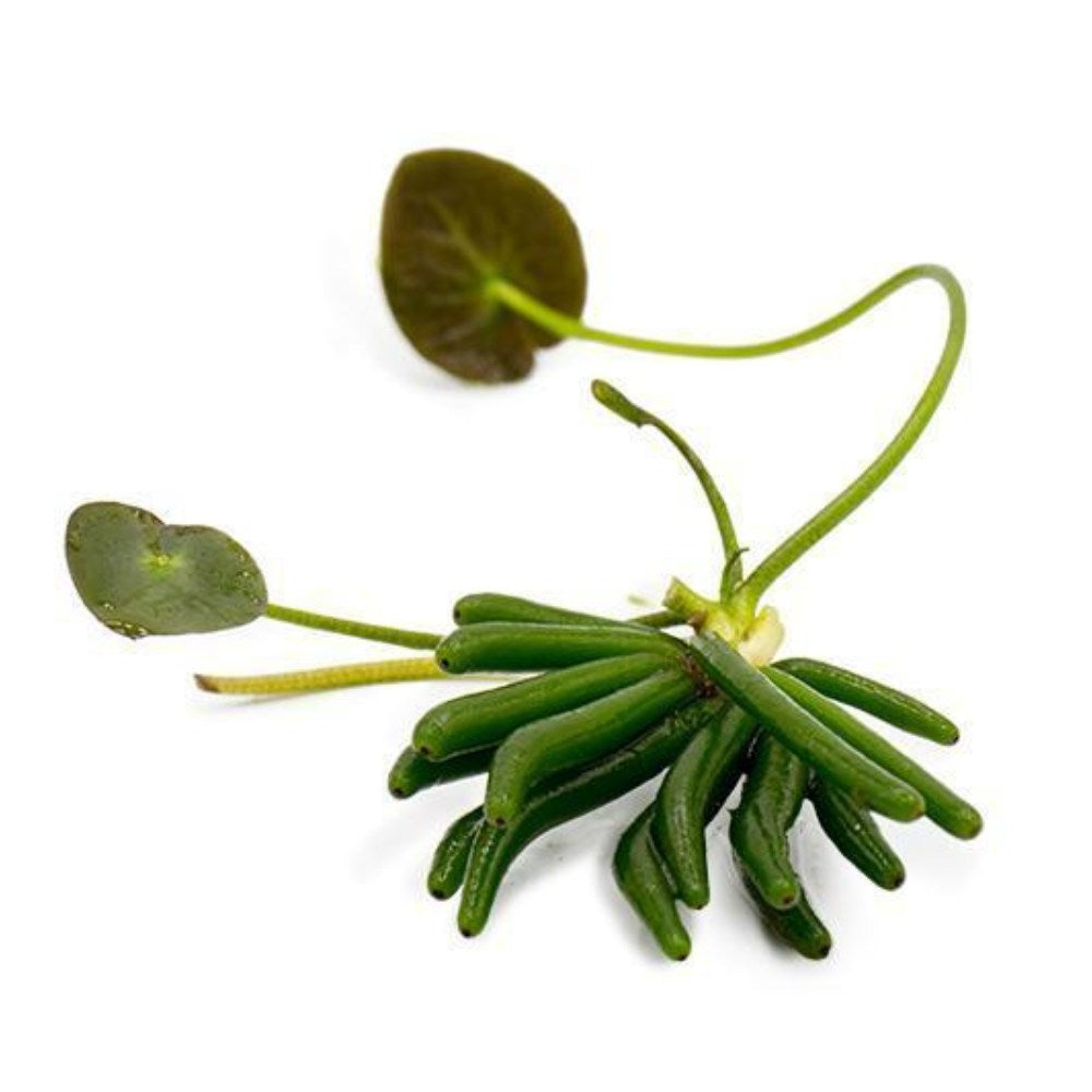 Nymphoides aquatica (BANANA LILY)