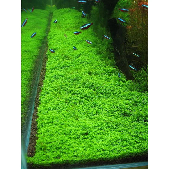 Hemianthus callitrichoides HC Nano