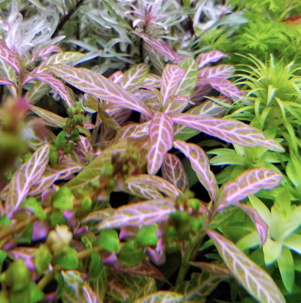 Hygrophila rosanervis pink poly