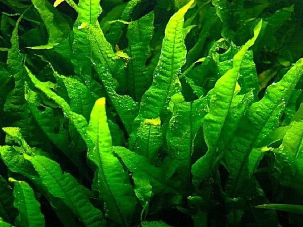 Buy Java Fern (Microsorum pteropus): Easy Aquarium Plant