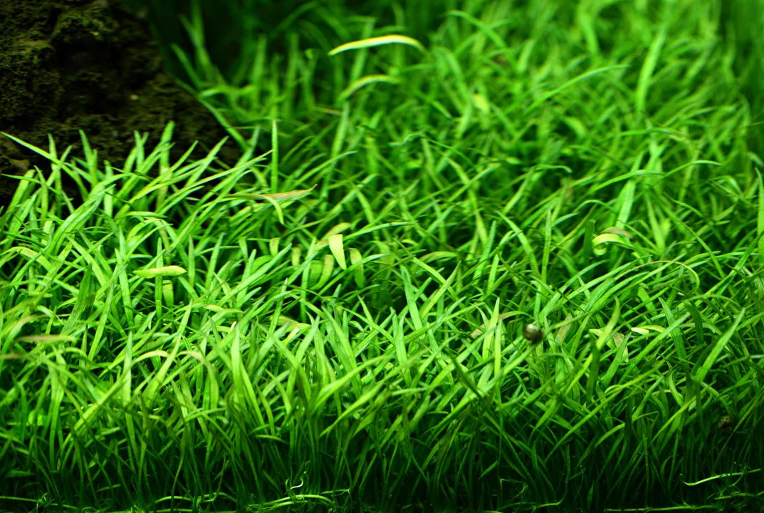 Buy Lilaeopsis Novae-zelandiae: Foreground Aquarium Grass Plant