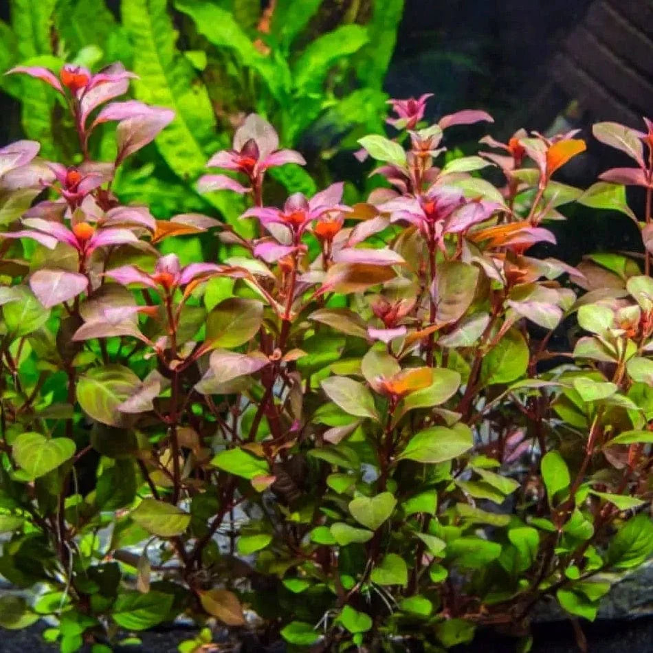 Ludwigia natans