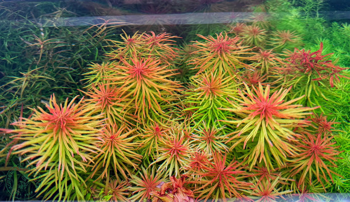 Ludwigia Pantanal 'verticillata'