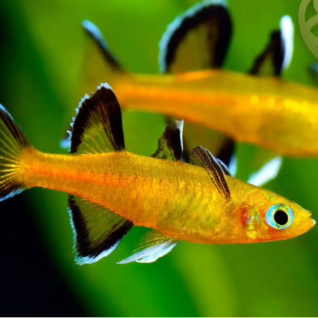 Pseudomugil Mellis - Honey Blue Eyes