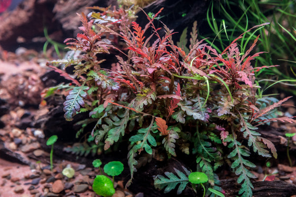 Hygrophila pinnatifida