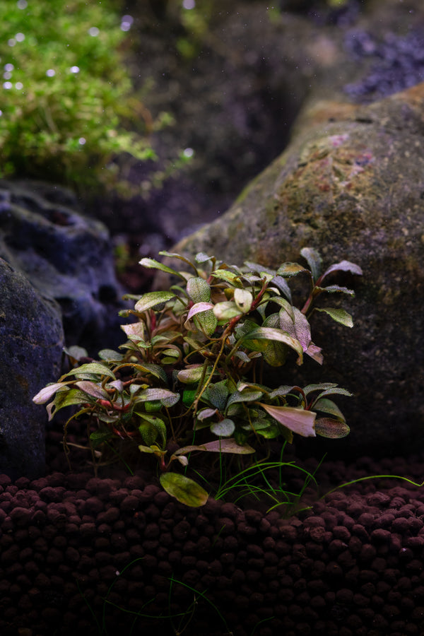 Assorted Bucephalendra