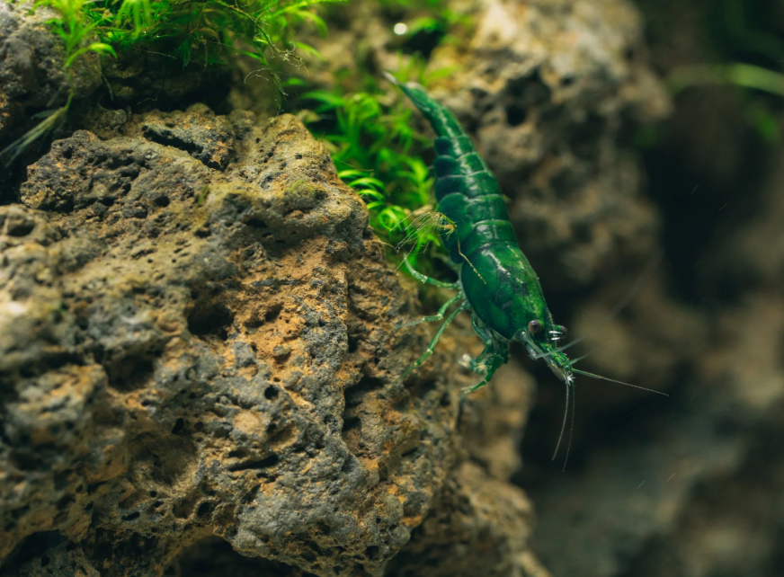 Buy Icelandic Lava Rock