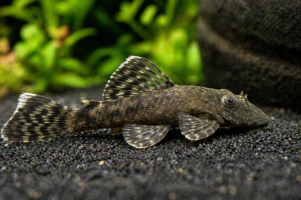 Bristlenose Pleco
