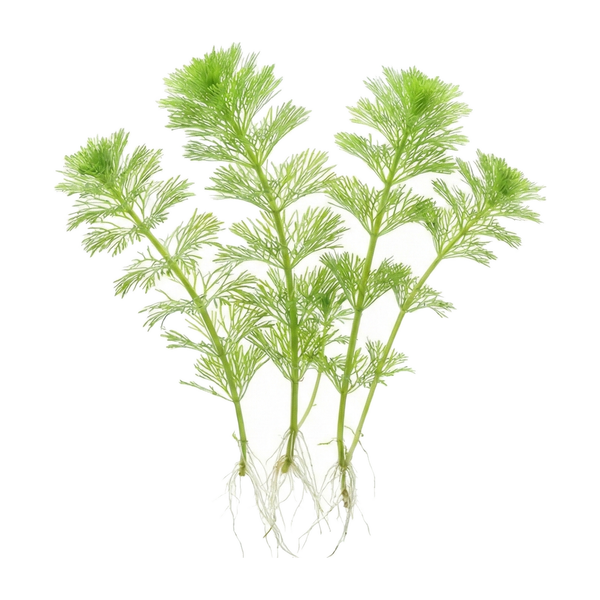 Ambulia (Limnophila sessiliflora), green plant with roots on a white background