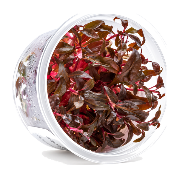 AquaDepot tissue culture Alternanthera reineckii 'Red' aquarium plant cup