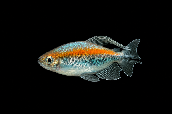 Congo Tetra