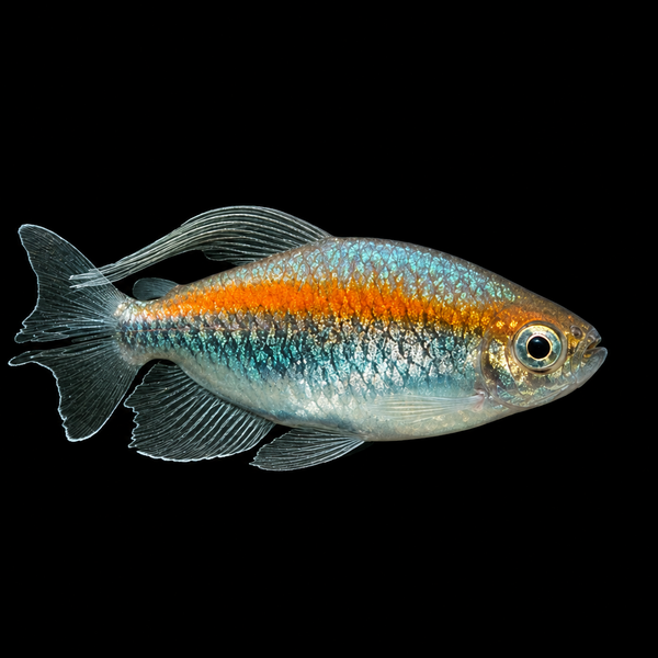 Congo Tetra