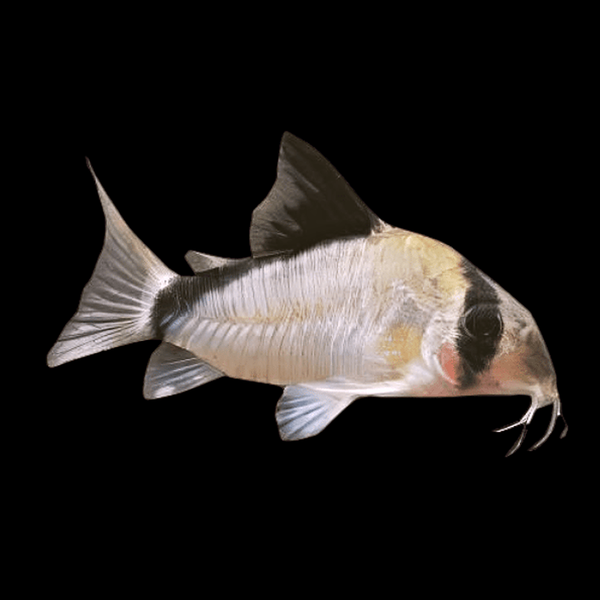Bandit Corydoras (Hoplisoma metae)