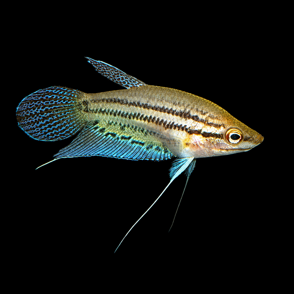 Sparkling Gourami