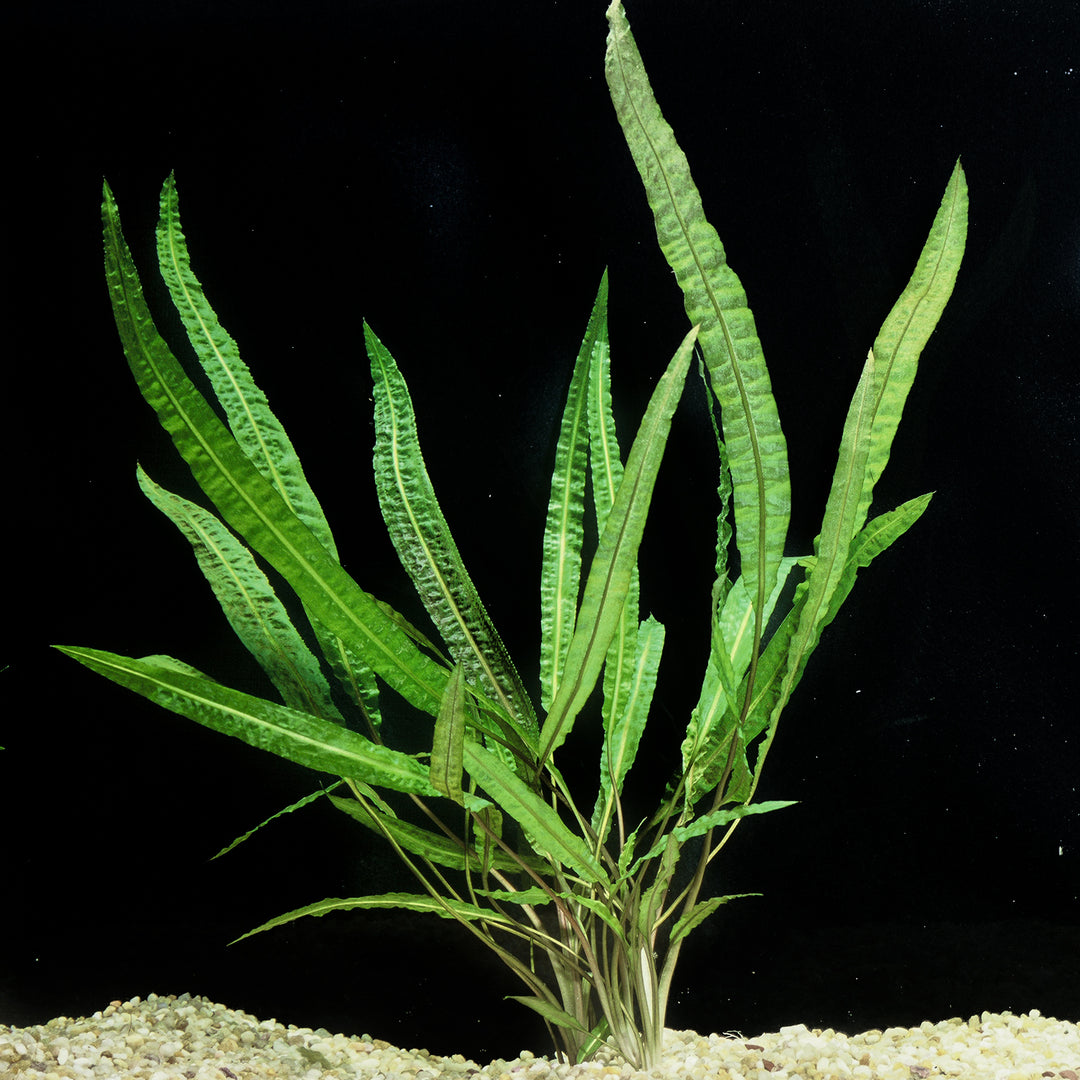 Cryptocoryne Balansae