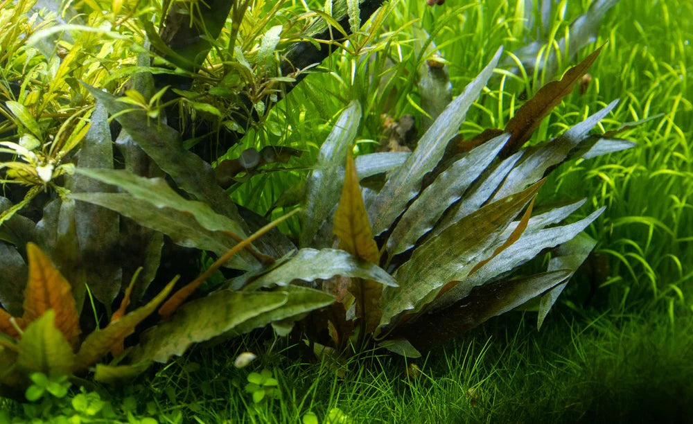 Cryptocoryne Petchii