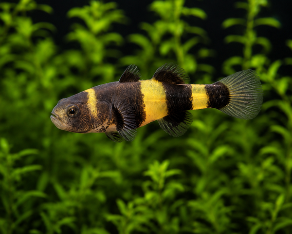 Bumble Bee Goby