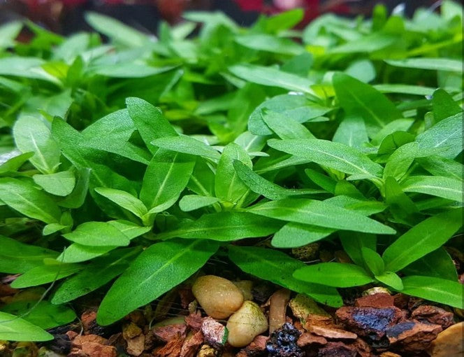 Buy Staurogyne Repens