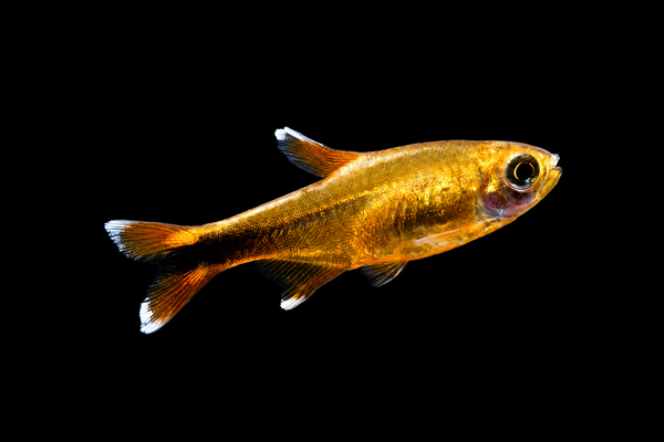 Golden Silver Tip Tetra
