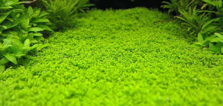 Hemianthus callitrichoides HC Nano