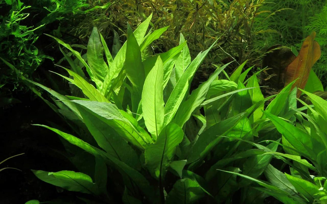 Hygrophila corymbosa 'Compact'
