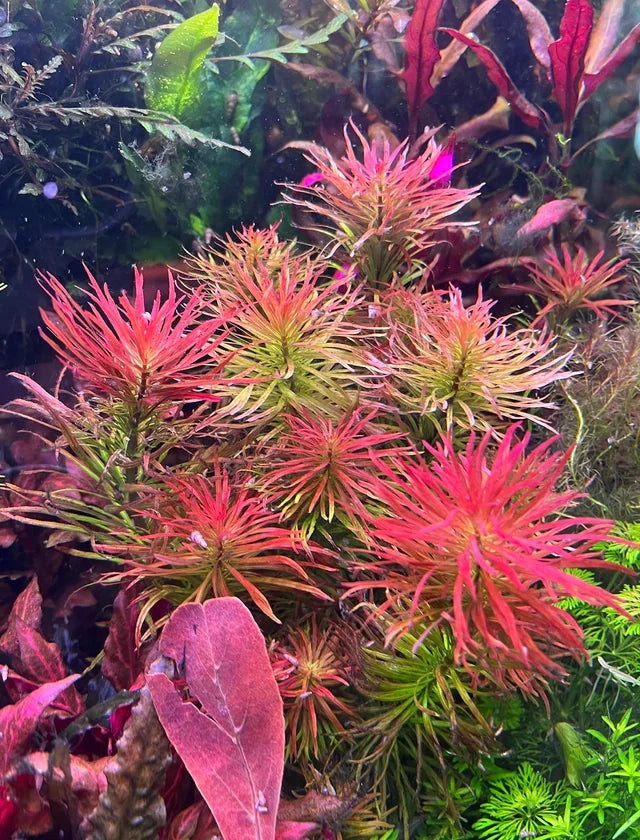 Ludwigia Pantanal 'verticillata'