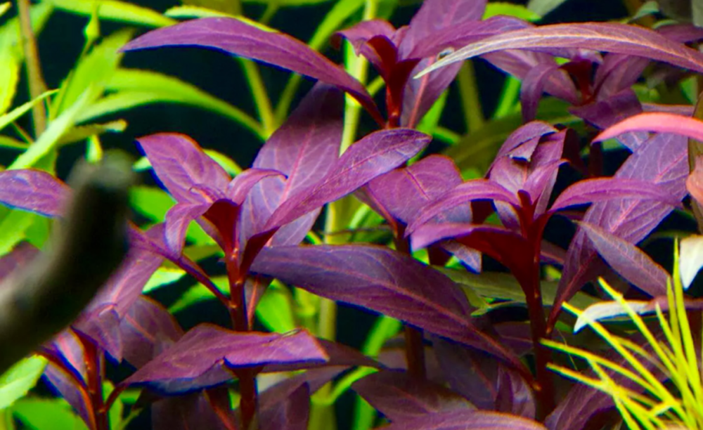 Ludwigia glandulosa