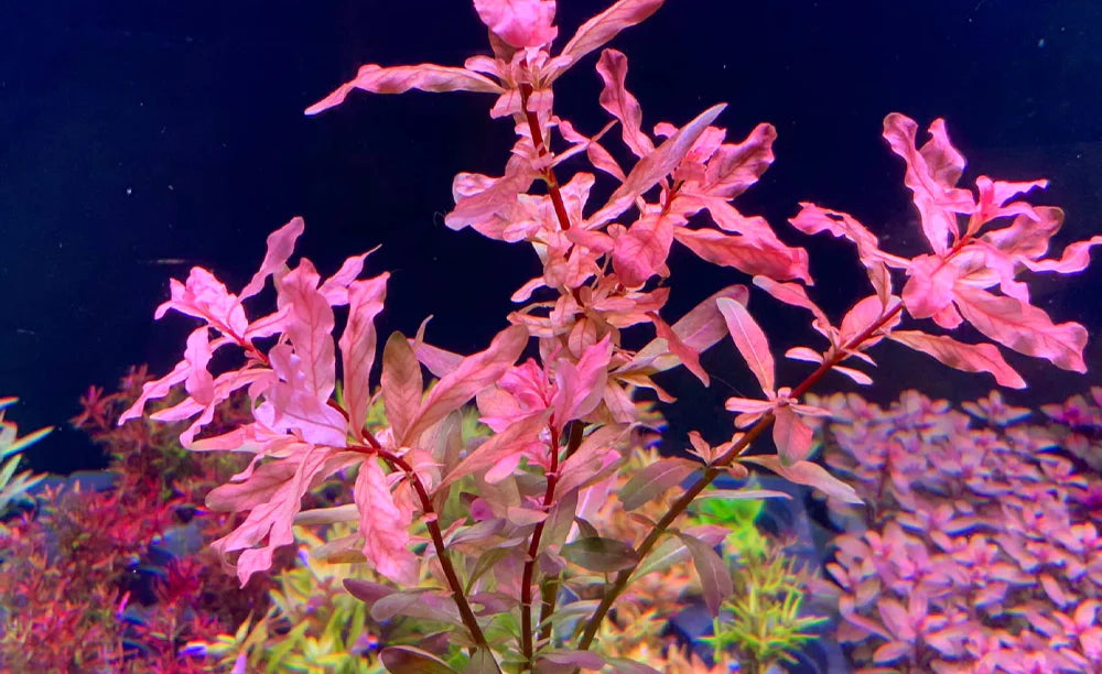 Ludwigia inclinata