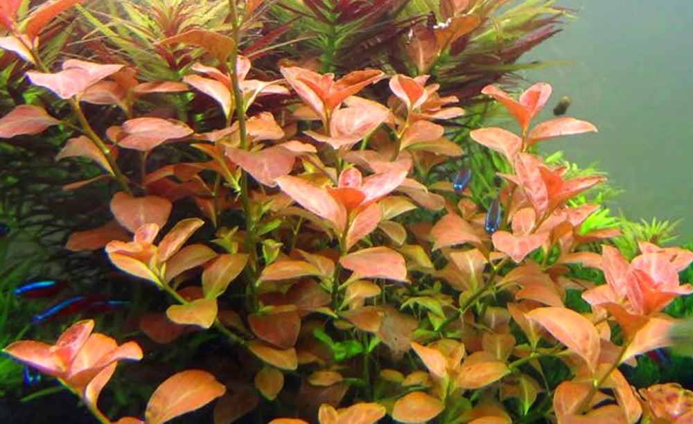 Ludwigia ovalis