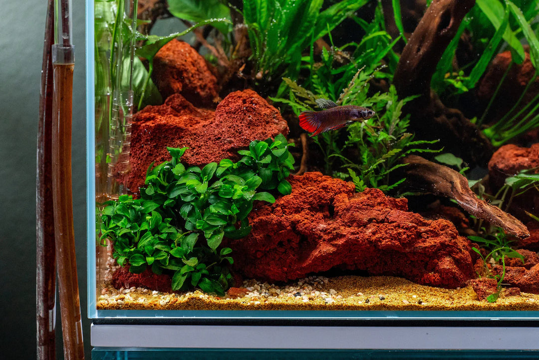 Buy High Quality Red Lava Rock
