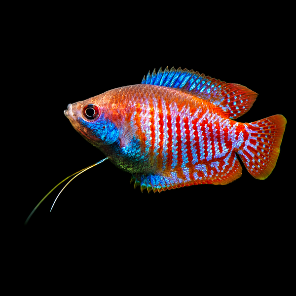 Red Neon Gourami (Trichogaster lalius)